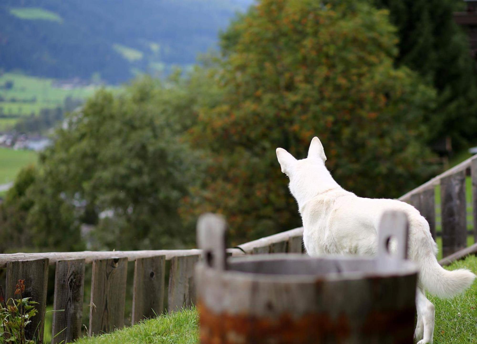Panorama Ferienhaus Ematberg Mit Bergblick Und Sauna Niedernsill Esterno foto